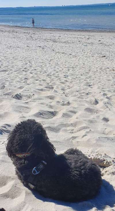 36. Handy Foto Challenge - Sonnenanbeter-Beitrag-Bild