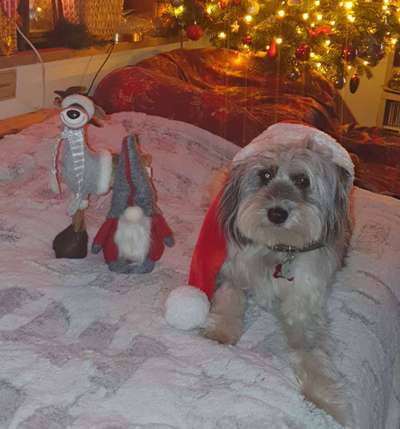 Dogorama Photo Challenge - Nikolaus-Beitrag-Bild