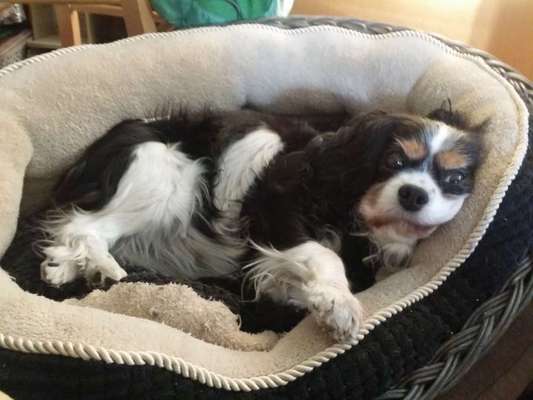 Unsere Fellnasen im Regenbogenland-Beitrag-Bild