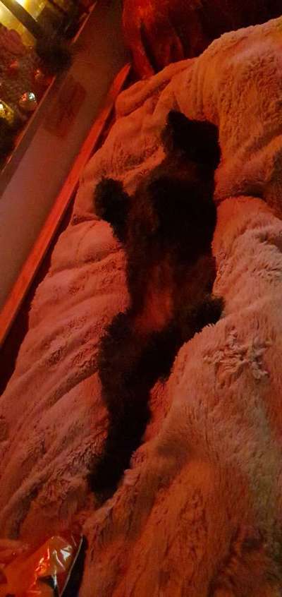 Hands,äh Pfoten up in the Air-Beitrag-Bild