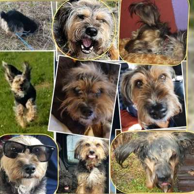 20. Collagen Challenge - "Lustige Schnappschüsse"-Beitrag-Bild