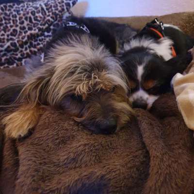 Unsere Fellnasen im Regenbogenland-Beitrag-Bild