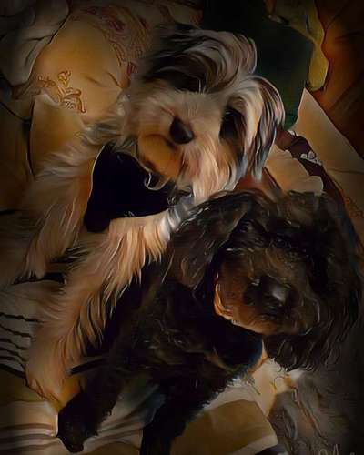 Der Hund als Cartoon-Beitrag-Bild