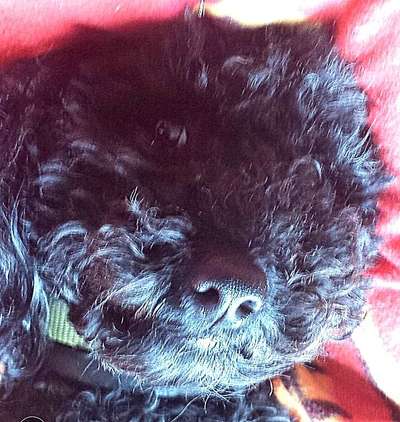 lustige Hunde Fotos-Beitrag-Bild