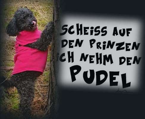 Alles rund um den Pudel-Beitrag-Bild