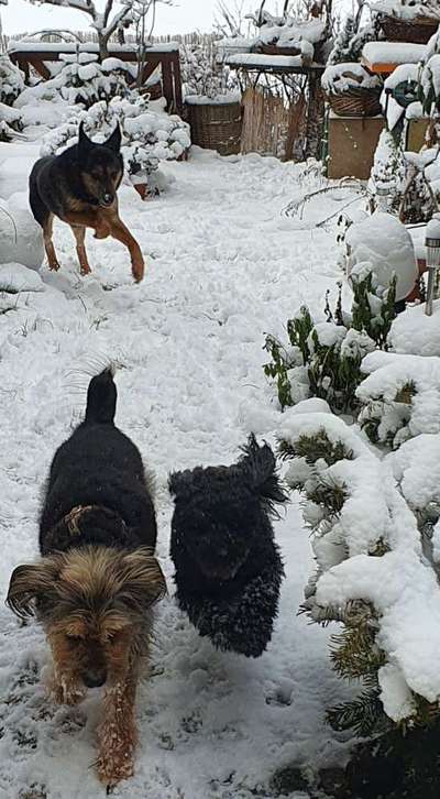 Foto Challenge Nr.: 114
Hunde im Schnee-Beitrag-Bild