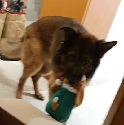 Fotochallenge 111: Endlich! Morgen kommt der Nikolaus..-Beitrag-Bild