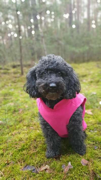 Black dogs are beautiful-Beitrag-Bild