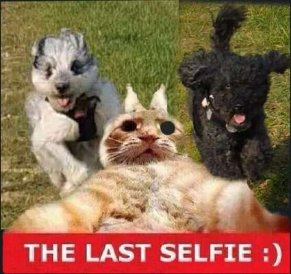 Hunde Memes-Beitrag-Bild