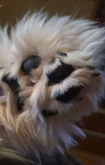 Fusspics sind out, Pfoten for the win!-Beitrag-Bild