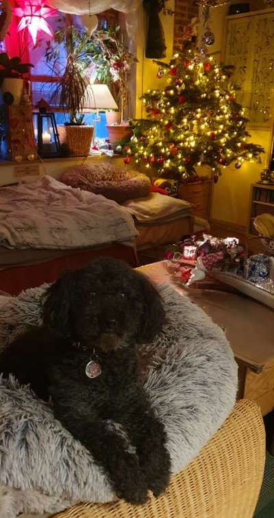 Dogorama Photo Challenge - Weihnachtsbaum-Beitrag-Bild