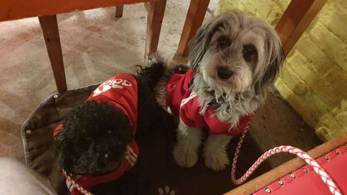 Impulskontrolle Challenge Nr.: 7
         "Gesellschaftsfähig"-Beitrag-Bild