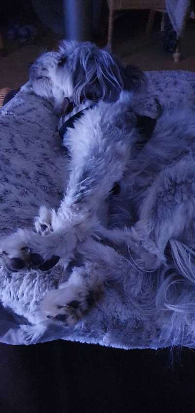 Hands,äh Pfoten up in the Air-Beitrag-Bild