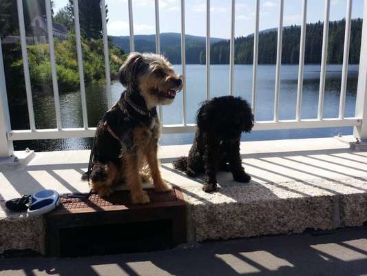 19. Collagen Challenge - Brücken-Beitrag-Bild