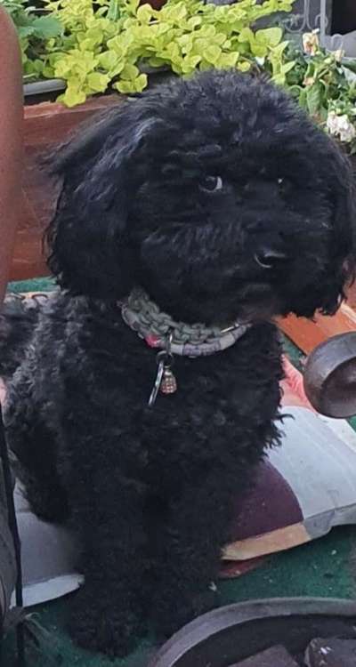 Dogorama Photo Challenge- genervter Blick-Beitrag-Bild