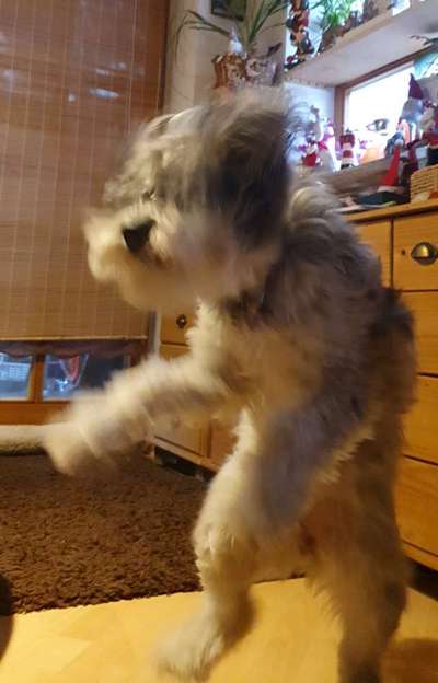 Dogorama Photo Challenge - Fail/Outtakes-Beitrag-Bild