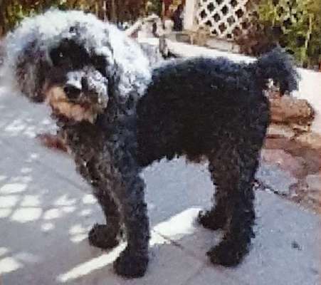 Unsere Fellnasen im Regenbogenland-Beitrag-Bild