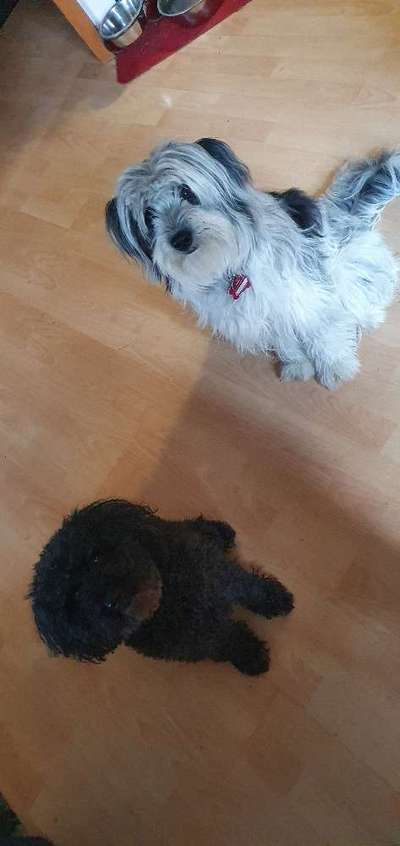 Mischlinge - wo habt Ihr Eure gefunden?-Beitrag-Bild