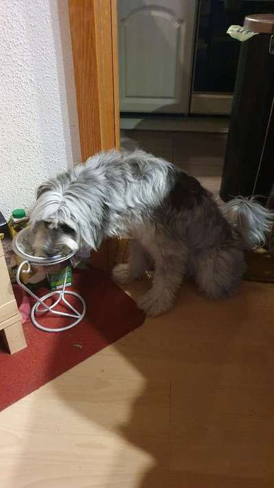 Dogorama Photo Challenge - besondere Eigenschaften-Beitrag-Bild