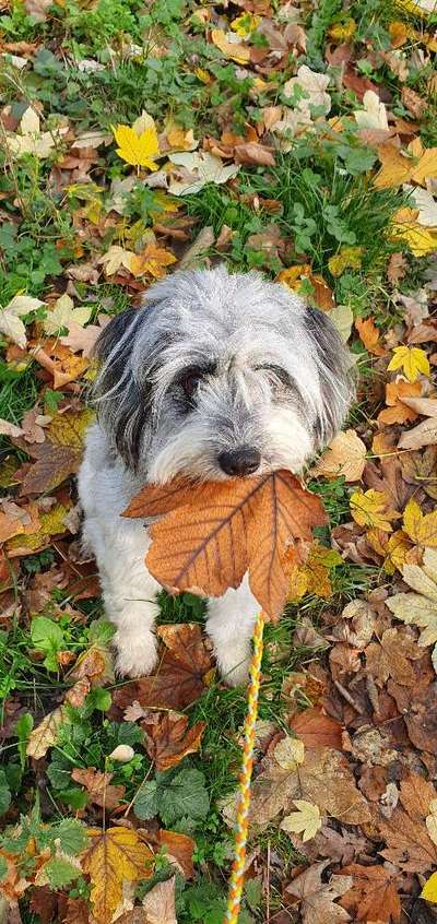 19. Handy - Foto - Challenge-Beitrag-Bild