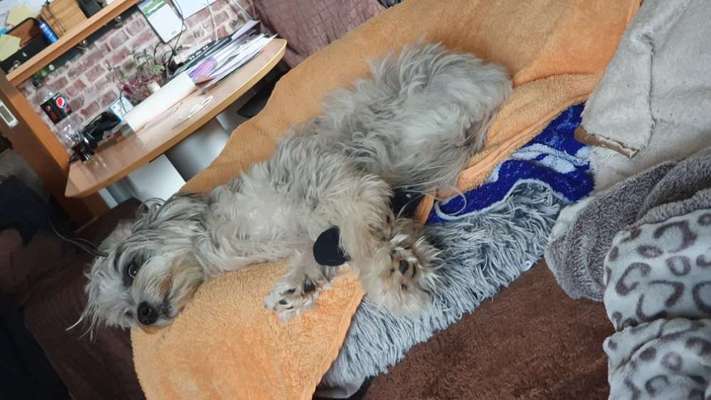 Dogorama Photo Challenge - Frühjahrsmüdigkeit-Beitrag-Bild