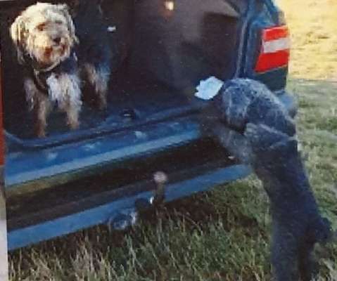 Unsere Fellnasen im Regenbogenland-Beitrag-Bild