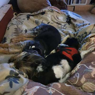 Unsere Fellnasen im Regenbogenland-Beitrag-Bild