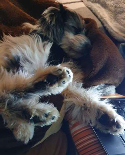 Hands,äh Pfoten up in the Air-Beitrag-Bild