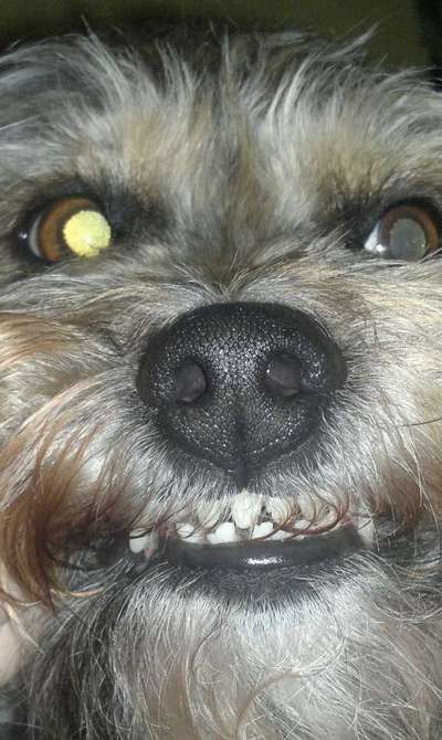 Das beste grinsefoto-Beitrag-Bild