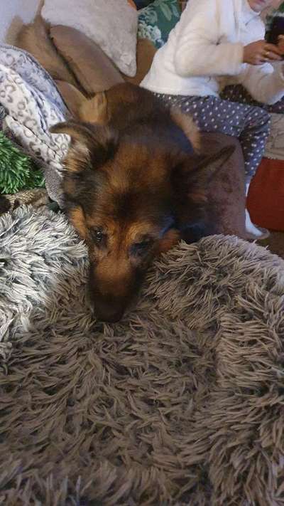 Zeigt her; eure "zu gross geratenen Schosshunde"-Beitrag-Bild