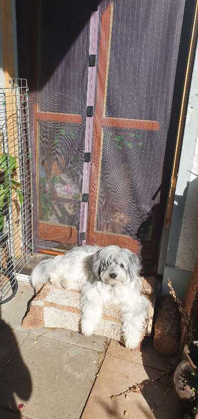 36. Handy Foto Challenge - Sonnenanbeter-Beitrag-Bild