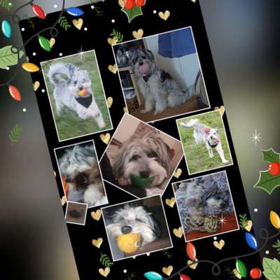 15. Collagenchallenge 
Dein Hund und sein Lieblingsspieli-Beitrag-Bild