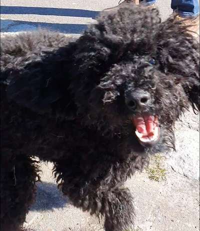 Dogorama Photo Challenge - Mäulchen auf-Beitrag-Bild