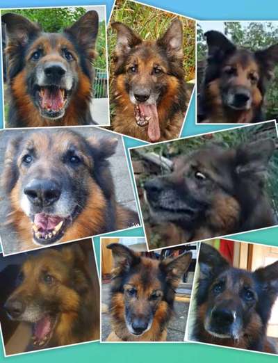 Fotocollage-Beitrag-Bild