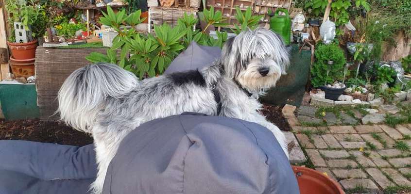 Mischlinge raten - Rätselspaß-Beitrag-Bild