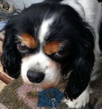 20. Handy -Foto-Callenge-Beitrag-Bild