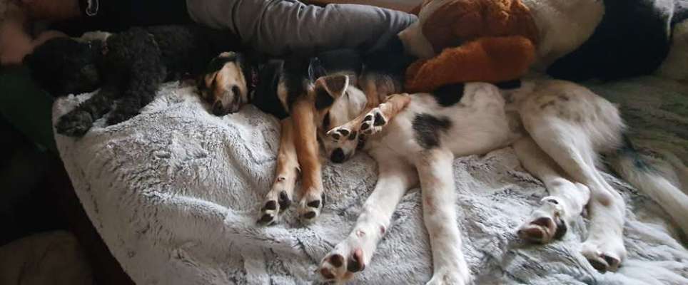 Bester Freund, Hundekumpel - zeigt her!-Beitrag-Bild