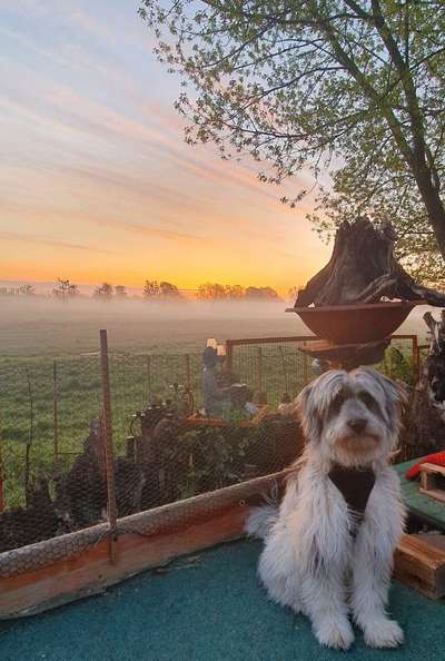 Dogorama Photo Challenge - Nebel-Beitrag-Bild