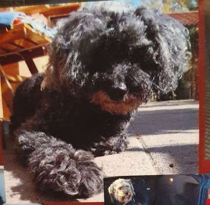 Unsere Fellnasen im Regenbogenland-Beitrag-Bild