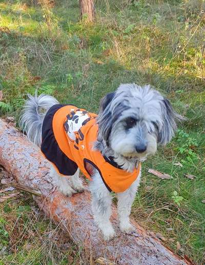 27. Handy Fotochallenge-Beitrag-Bild