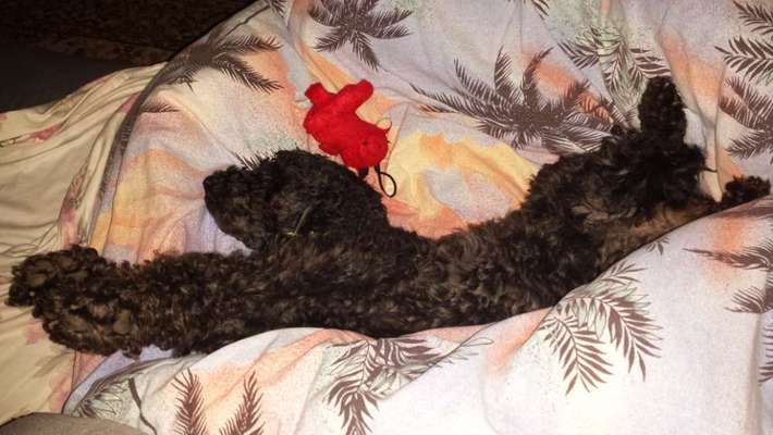 Relaxen im bett-Beitrag-Bild