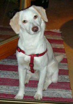 Doppelgänger gesucht !-Beitrag-Bild