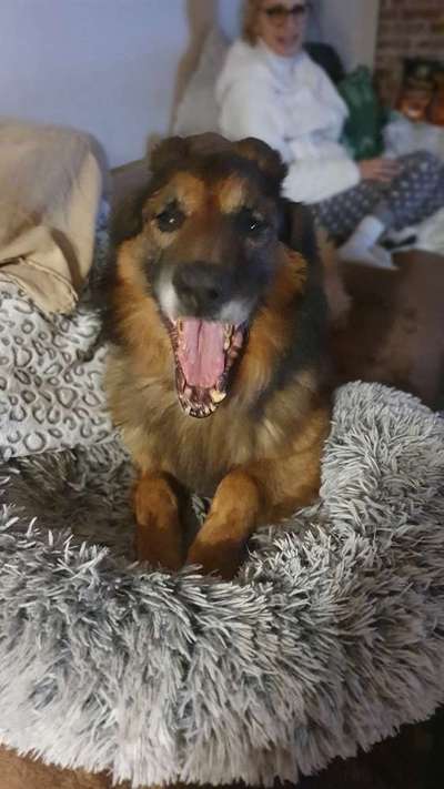 Zeigt her; eure "zu gross geratenen Schosshunde"-Beitrag-Bild