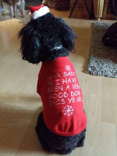 Dogorama Photo Challenge - Nikolaus-Beitrag-Bild