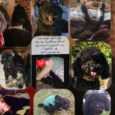 20. Collagen Challenge - "Lustige Schnappschüsse"-Beitrag-Bild