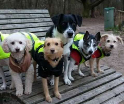 Fotochallenge - fremde Hunde-Beitrag-Bild