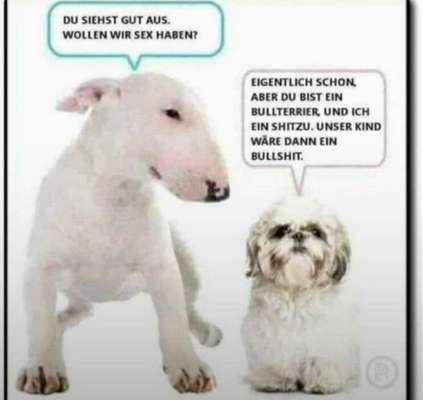Hunde Memes-Beitrag-Bild