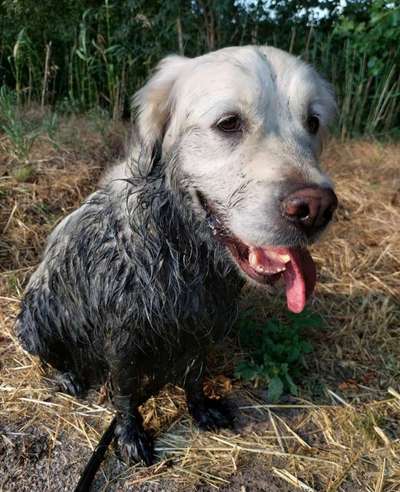 dirty Dog-Beitrag-Bild