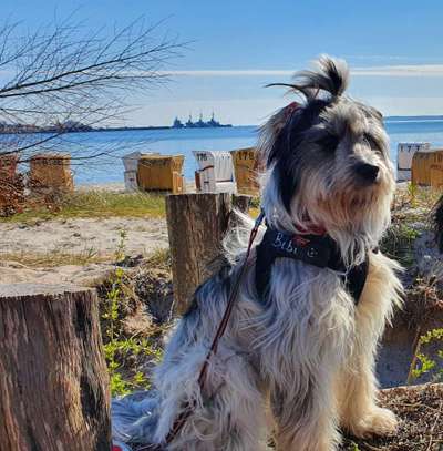 Hundebilder-Beitrag-Bild