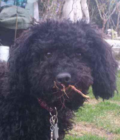 19. Handy - Foto - Challenge-Beitrag-Bild